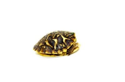 beautiful Ornate Box Turtle