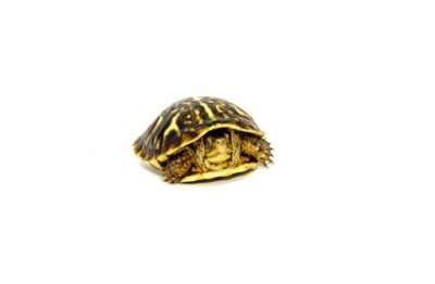 Ornate Box Turtle Babies for Sale