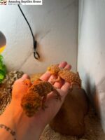 Breeding Pair Of Knob-Tailed Geckos For Sale