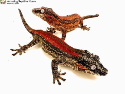 Red stripe Gargoyle Gecko for Sale