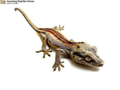Red stripe Gargoyle Gecko for Sale
