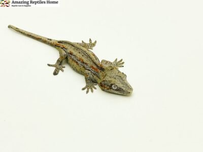 Buy Orange Blotch Stripe Gargoyle