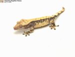 Male Drippy Cream Harlequin Crested Gecko CB23