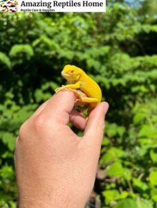 Albino Green Iguana for Sale