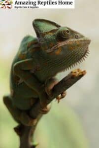 Buy Veiled Chameleons