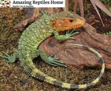 Baby Caiman Lizards
