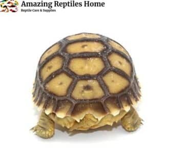Sulcata Tortoise for Sale