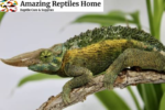 rainbow jackson chameleon