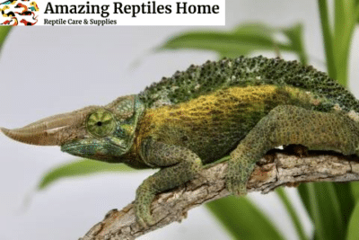 rainbow jackson chameleon