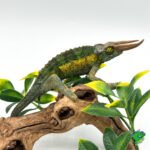 rainbow jackson chameleon