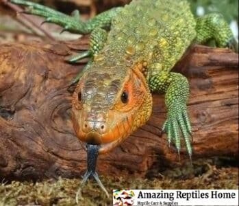 Caiman Lizard