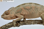 Ambilobe Chameleon for Sale
