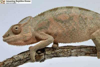 Ambilobe Chameleon for Sale