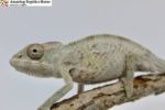 Healthy Female Ambilobe Panther Chameleon for Sale