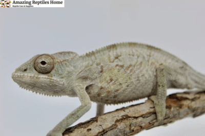 Healthy Female Ambilobe Panther Chameleon for Sale