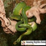 Jayapura Green Tree Python