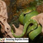 Jayapura Green Tree Python