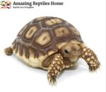 Sulcata Tortoise for Sale