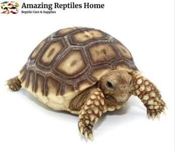 Sulcata Tortoise for Sale