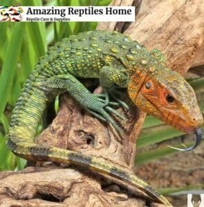 Caiman Lizard for sale